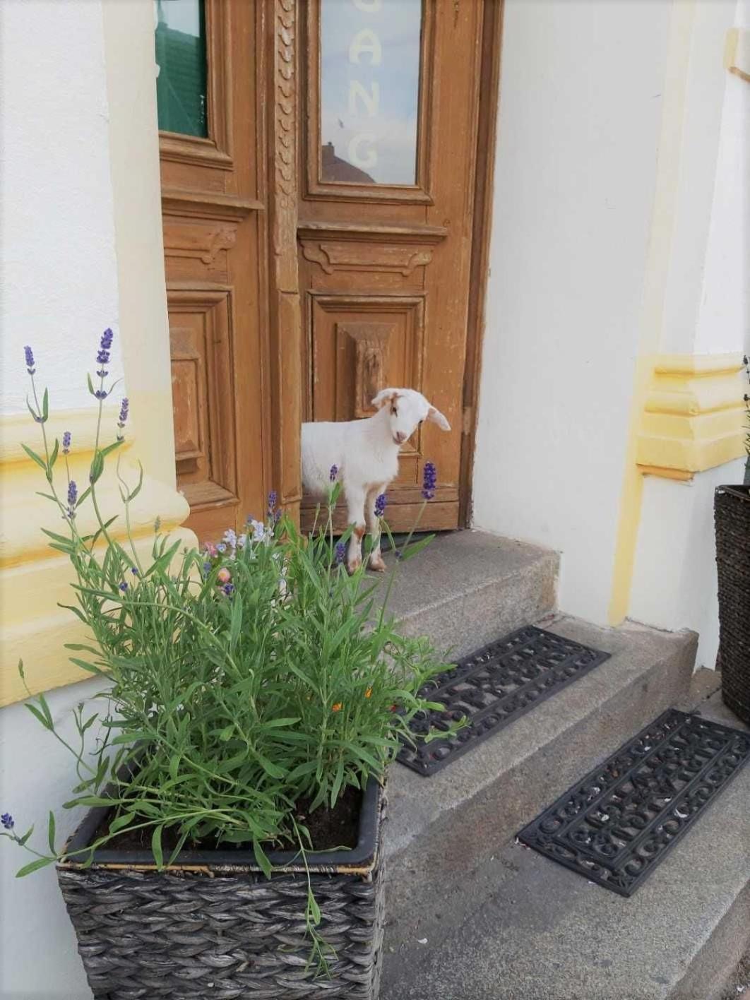 Pension Am Stadtgraben Hotel Lubbenau Bagian luar foto